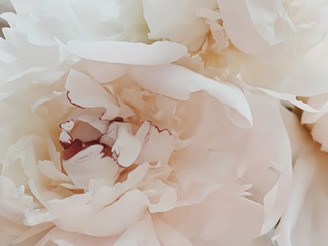 Beige peony flower as abstract floral background for holiday branding design