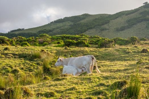 Walk on the Azores archipelago. Discovery of the island of Pico, Azores. Portugal. Madalena