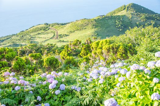 Walk on the Azores archipelago. Discovery of the island of Pico, Azores. Portugal. Madalena