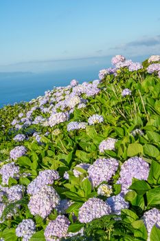 Walk on the Azores archipelago. Discovery of the island of Pico, Azores. Portugal. Madalena