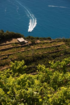 Aerial view of Sciacchetrà Vineyard on the terraced hills of the Cinque Terre in Liguria.
