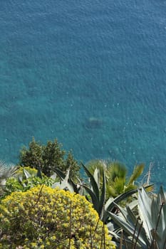 Hills of the Cinque Terre with typical Mediterranean vegetation. Euphorbia. Sea with motorboat trail.