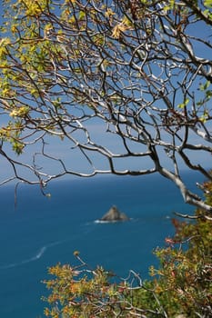 Hills of the Cinque Terre with typical Mediterranean vegetation. Euphorbia.