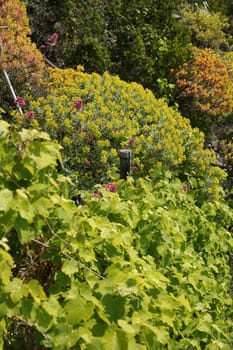 Vineyards and bushes of Euphorbia in the Cinque Terre park in Liguria.