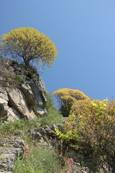 Hills of the Cinque Terre with typical Mediterranean vegetation. Euphorbia.