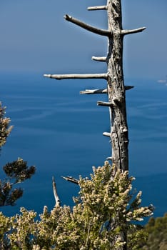 The paths along the Ligurian coast allow you to discover the vegetation of the Mediterranean scrub.