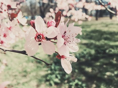 Vintage background of apple tree flowers bloom, floral blossom in sunny spring