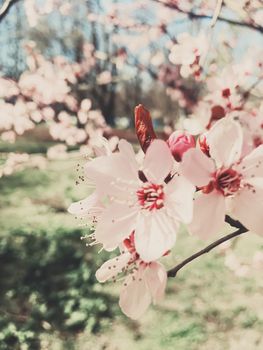 Vintage background of apple tree flowers bloom, floral blossom in sunny spring