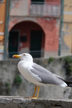 Young seagull photographed in the town of Riomaggiore in the Cinque Terre. Background with typical colored houses.
