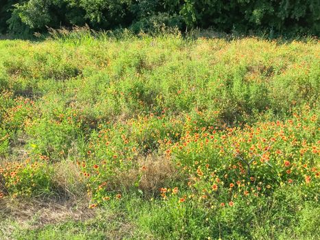 Blossom field of Indian Blanket wildflower at nature park in Coppell, Texas, America. Blooming gaillardia pulchella North American species of short-lived flowering plants in the sunflower family