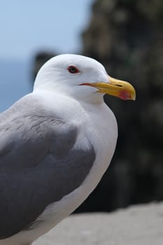 Young seagull photographed in the town of Riomaggiore in the Cinque Terre. Background with typical colored houses.