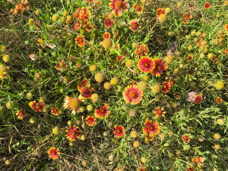 Close-up top view blooming bush of Indian Blanket wildflower at nature park in Coppell, Texas, America. Blossom gaillardia pulchella North American species of short-lived flowering plants in sunflower family
