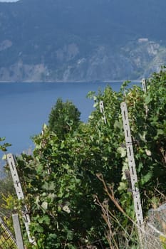 Vineyard of grapes sciacchetrà on the hills of the Cinque Terre. In the background the rocks overlooking the sea near Vernazza. 