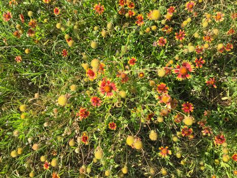 Close-up top view blooming bush of Indian Blanket wildflower at nature park in Coppell, Texas, America. Blossom gaillardia pulchella North American species of short-lived flowering plants in sunflower family