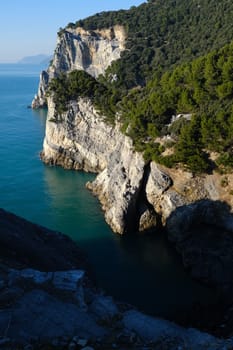 Pine trees overhanging the rocks on the island of Palmaria near Portovenere and the Cinque Terre. Liguria, Italy.