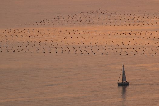 La Spezia, Italy. About 12/2015. Sailboat skirts mussel farms in the Gulf of La Spezia sea. Warm sunset light.