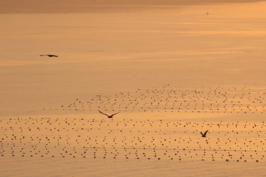 Seagulls fly over the mirror of the sea above the mussel farms in La Spezia. Warm sunset light.