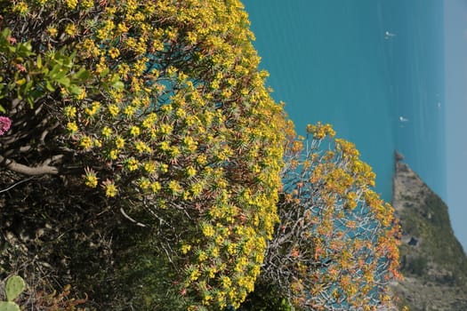 Flowered euphorbia bush against the background of the Cinque Terre sea.