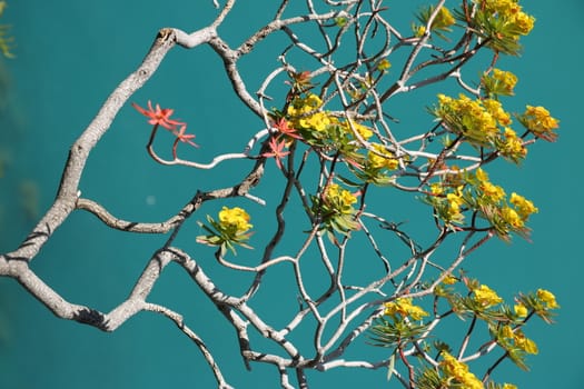 Flowered euphorbia bush against the background of the Cinque Terre sea.