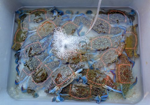 Blue crabs are in the water tank and have oxygen delivery lines