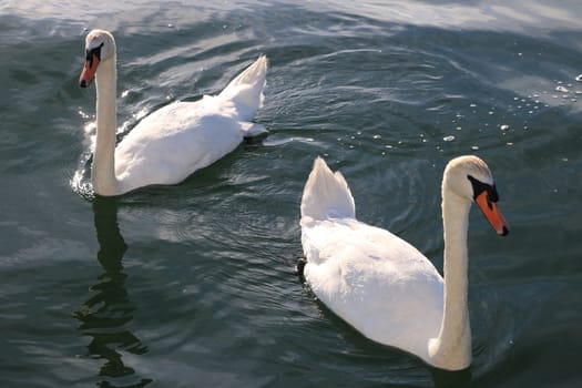 Swan swims on the water. Wonderful white swan.
