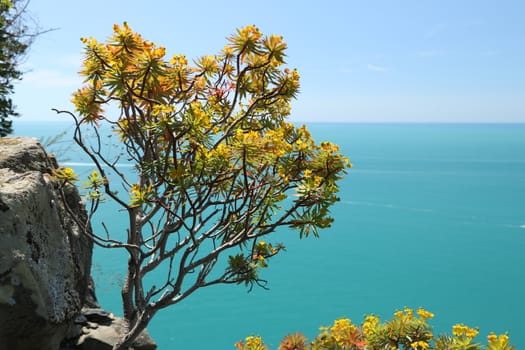 Flowered euphorbia bush against the background of the Cinque Terre sea.