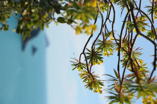 Flowered euphorbia bush against the background of the Cinque Terre sea.