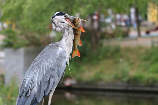 Gray Heron  with fish in its beak. Amsterdam canals background.