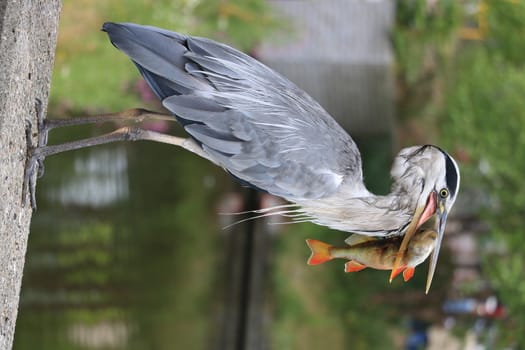 Gray Heron  with fish in its beak. Amsterdam canals background.