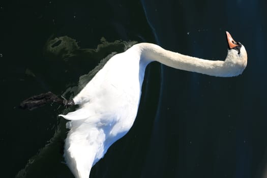 Swan swims on the water. Wonderful white swan.