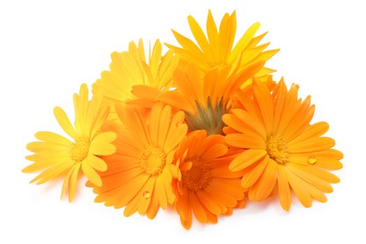 Calendula officinalis flowers. Clipping paths, shadow separated, infinite depth of field