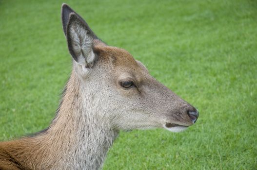 A young red deer hind head