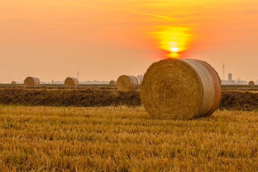 expanse of hay cylindrical bales in a farmland at sunset