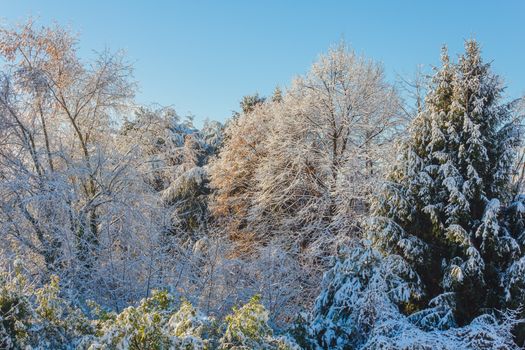 view of snow covered trees