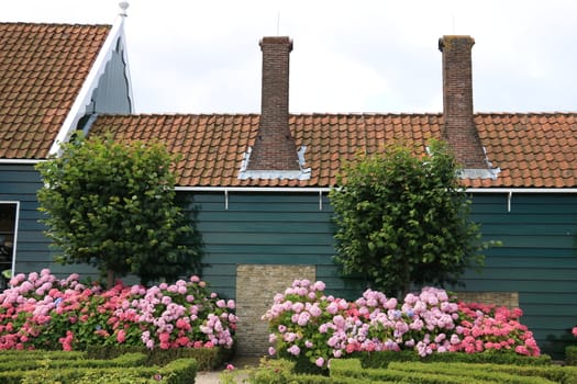 Wooden house with roof and tall red brick chimneys. Hydrangea bush with white flowers in a garden.  Zaanse Schans, Amsterdam, Netherlands.