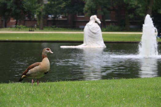 Ducks in a city park in Amsterdam. In the background a pond with a fountain.