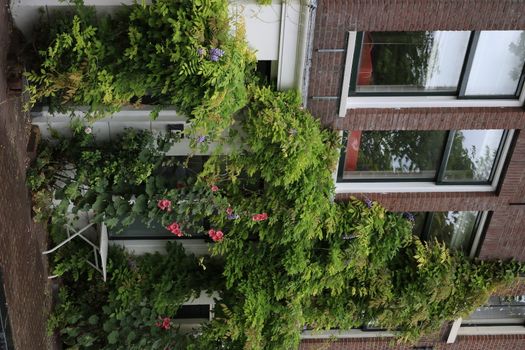 Wisteria climbing plant on the brick facade of a house. Red flowers. Amsterdam.