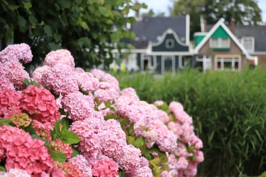 Hydrangea bush with white flowers in a garden. In the background wooden houses with sloping roofs.