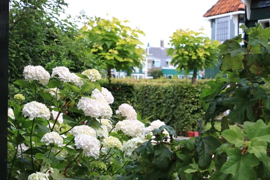 Hydrangea bush with white flowers in a garden. In the background wooden houses.