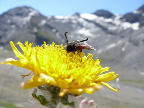 In the mountains above Leukerbad (Switzerland) the alpine flowers attract the many butterflies.