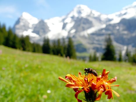 In the mountains above Wengen (Switzerland) the alpine flowers attract the many insects.