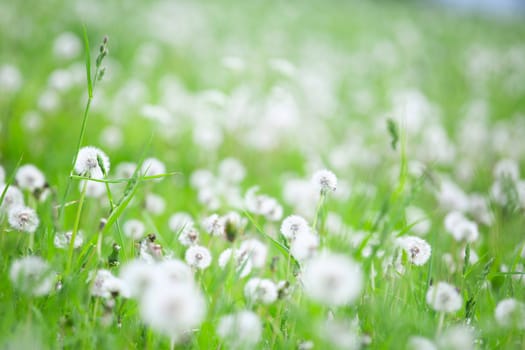 Summer field of white dandelions flowers natural background