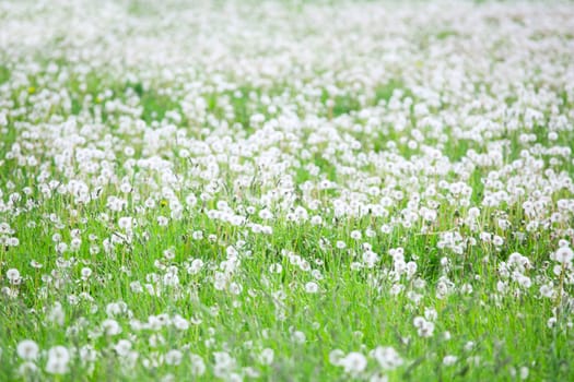 Summer field of white dandelions flowers natural background