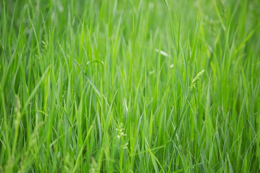 Fresh spring grass nature background purity freshness tranquility concept