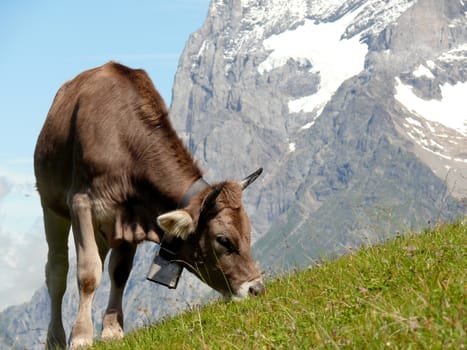 In the background the mountains and the Swiss valleys.