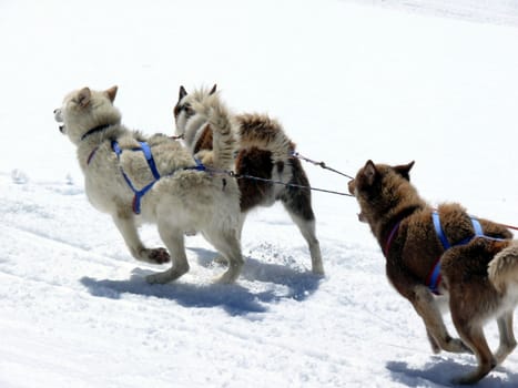 A group of dogs pulls a sled through the snow of the Swiss Alps.