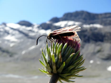 In the mountains above Leukerbad (Switzerland) the alpine flowers attract the many butterflies.