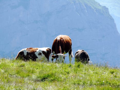 A green lawn where cows graze in the wild.