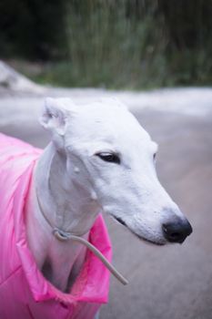 Portrait White Greyhound breed dog with pink coat