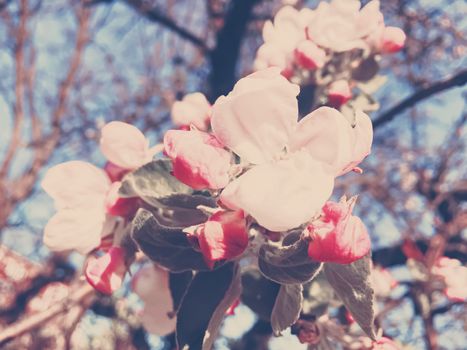 Blooming apple tree flowers in spring as floral background, nature and agriculture